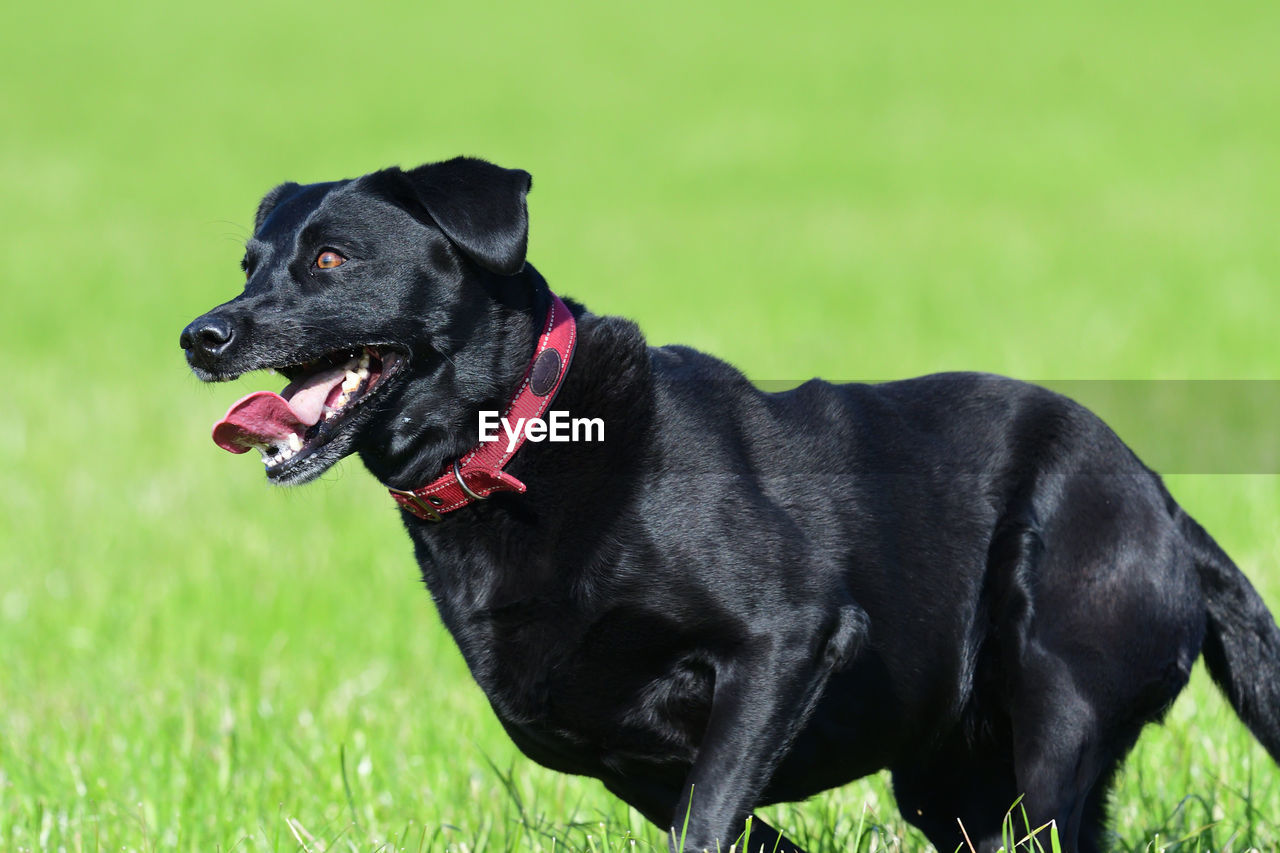 Action shot of a young black labrador retriever running through a field