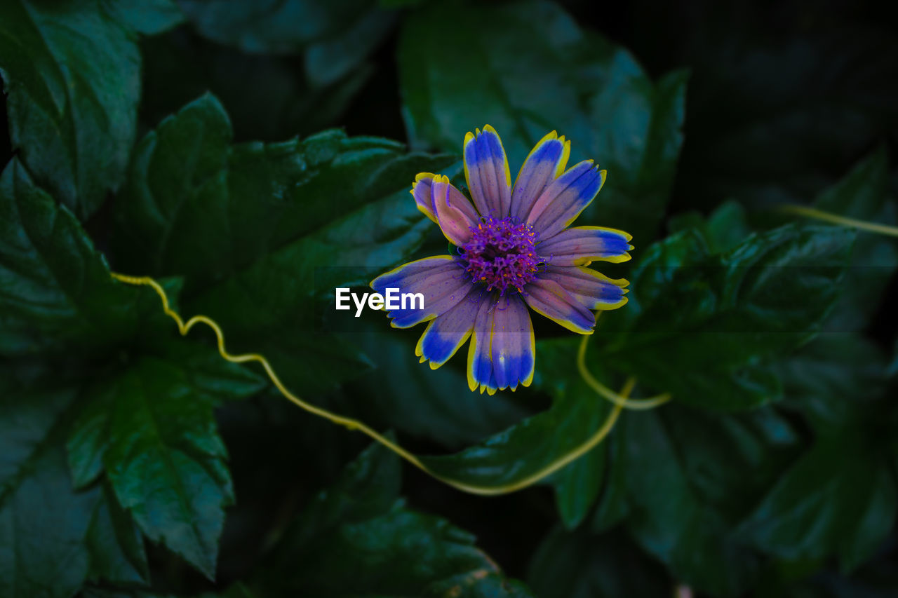 High angle view of purple flower blooming outdoors