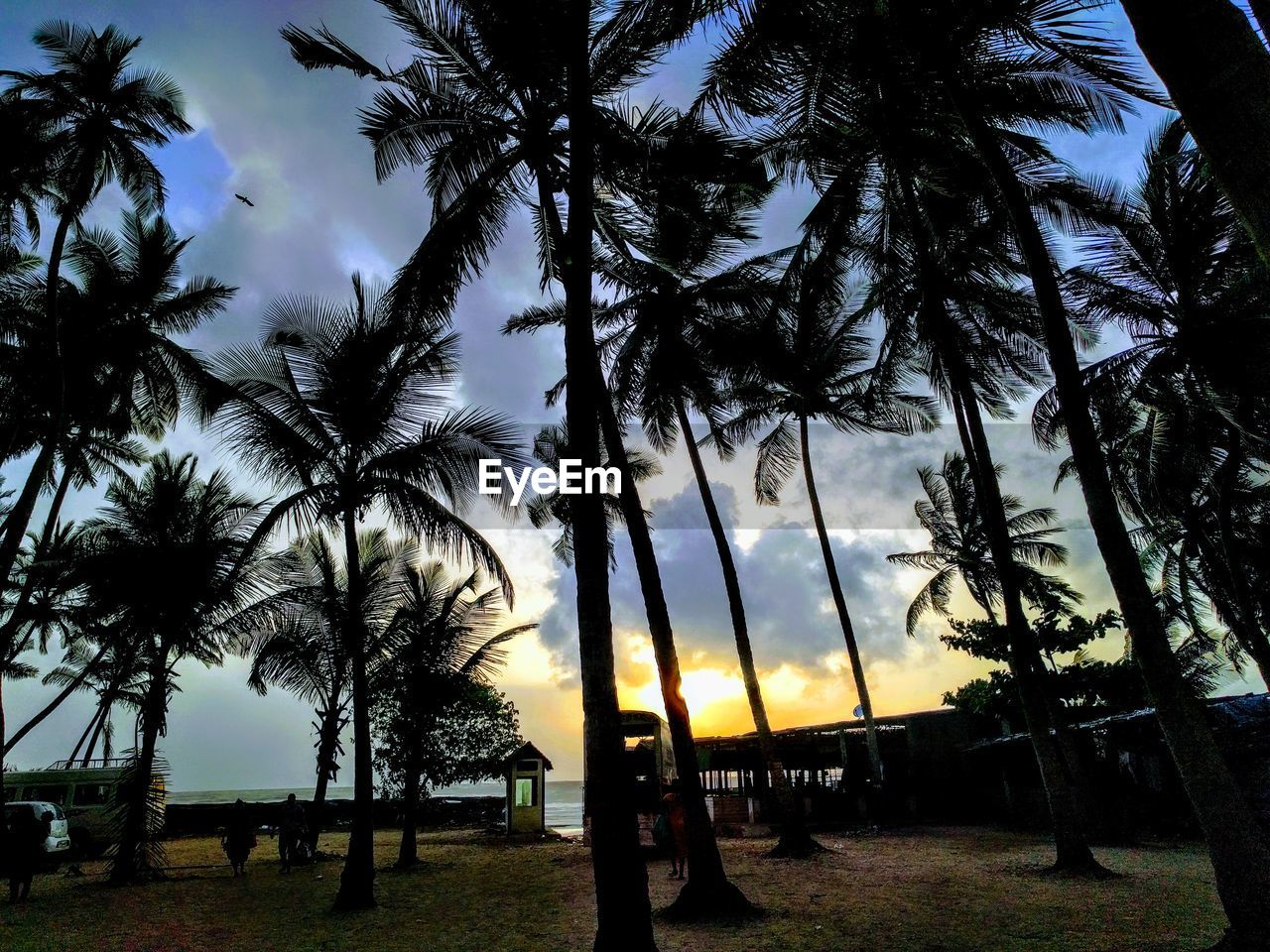 LOW ANGLE VIEW OF SILHOUETTE PALM TREES AT BEACH