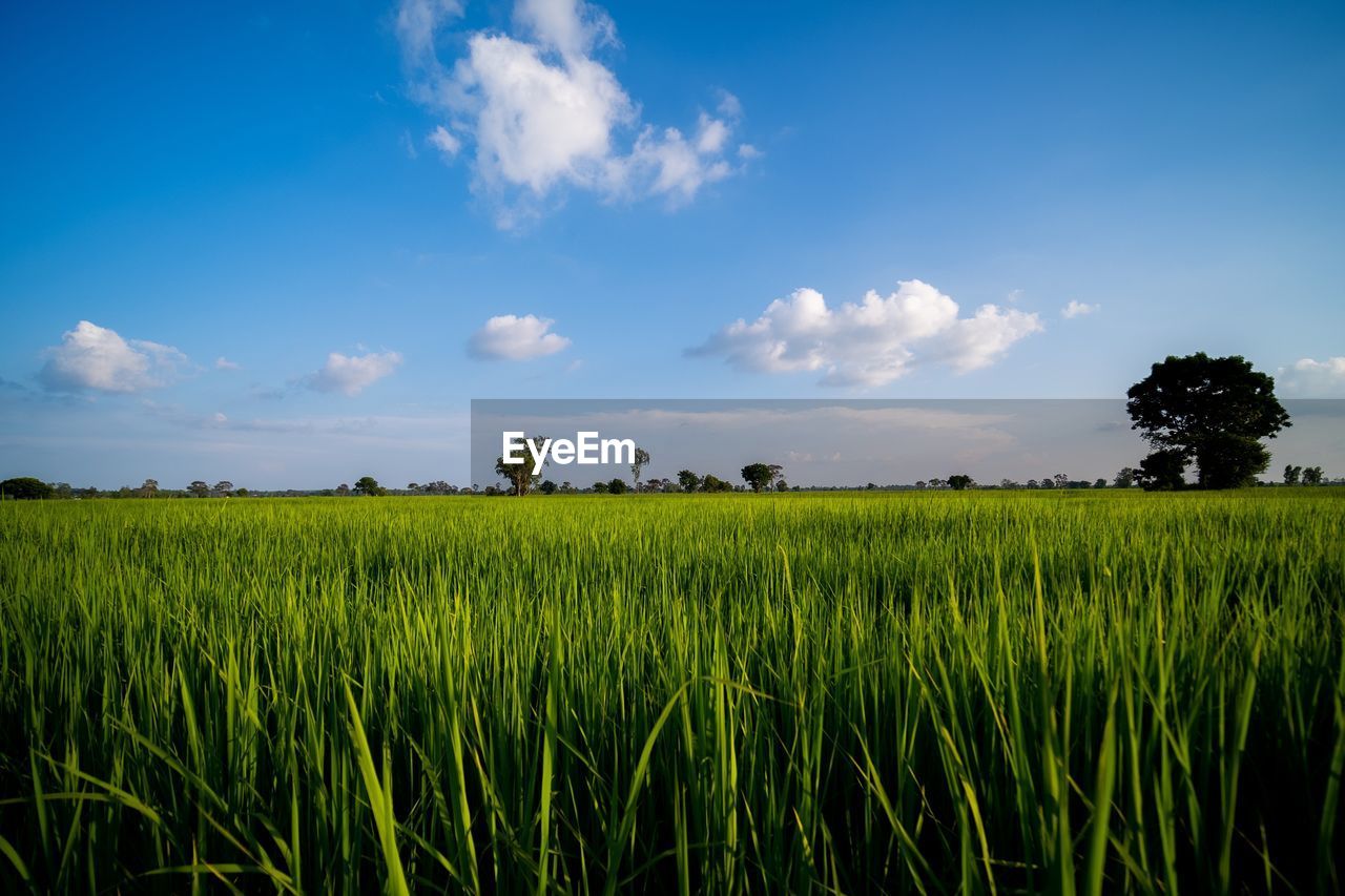 CROPS GROWING ON FIELD AGAINST SKY