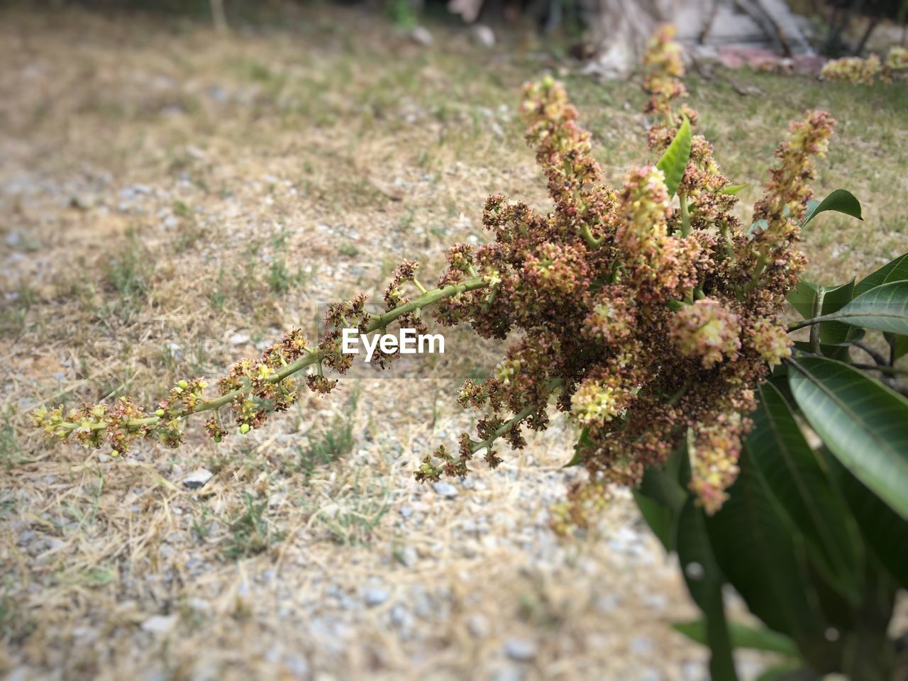 CLOSE-UP VIEW OF PLANTS