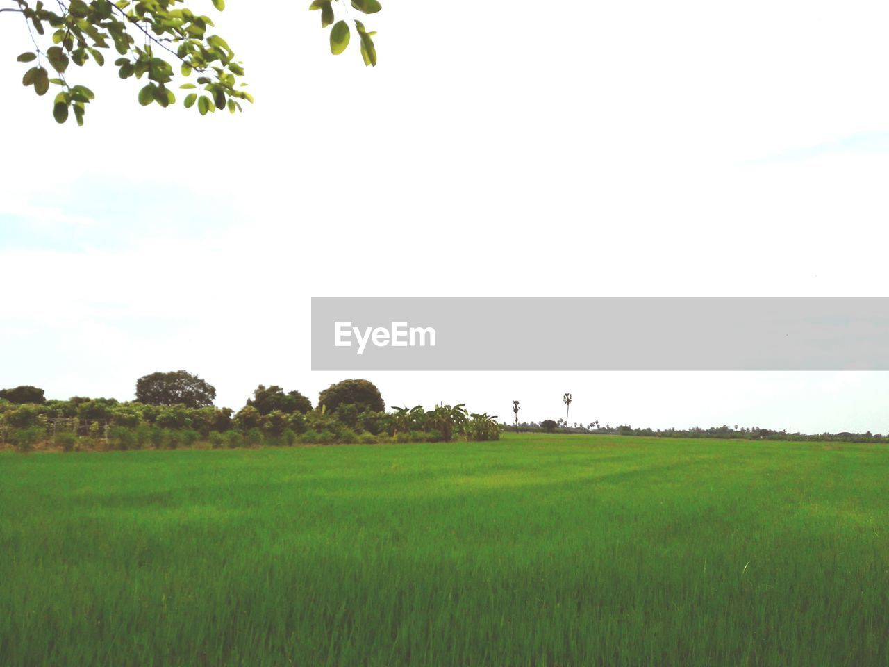 SCENIC VIEW OF FARM AGAINST SKY