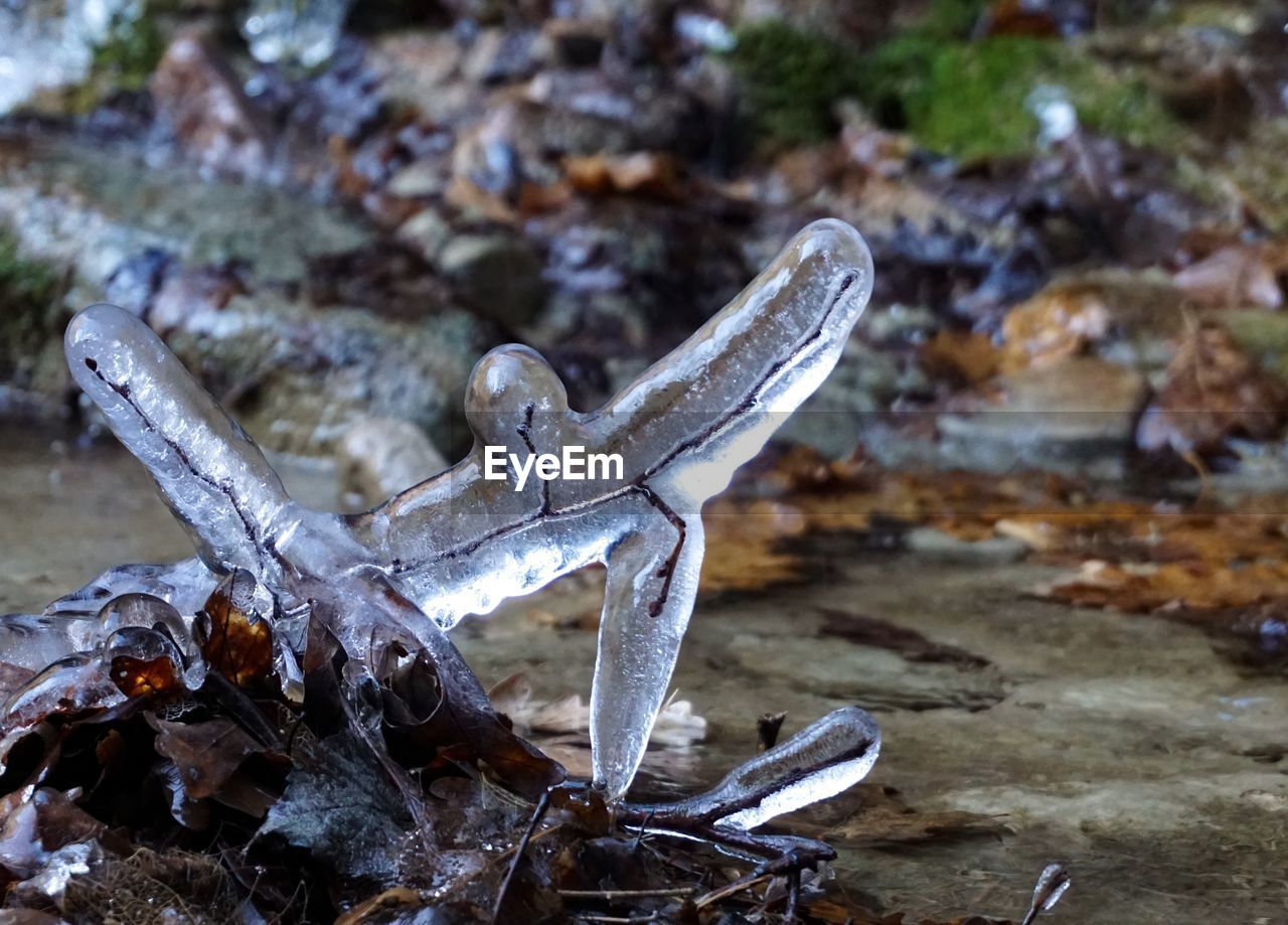 HIGH ANGLE VIEW OF LIZARD ON SNOW