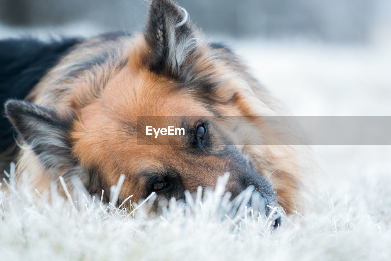 Close-up portrait of dog lying on snow
