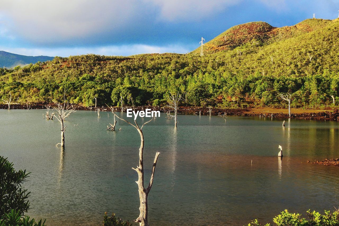 Bare trees in lake against hill