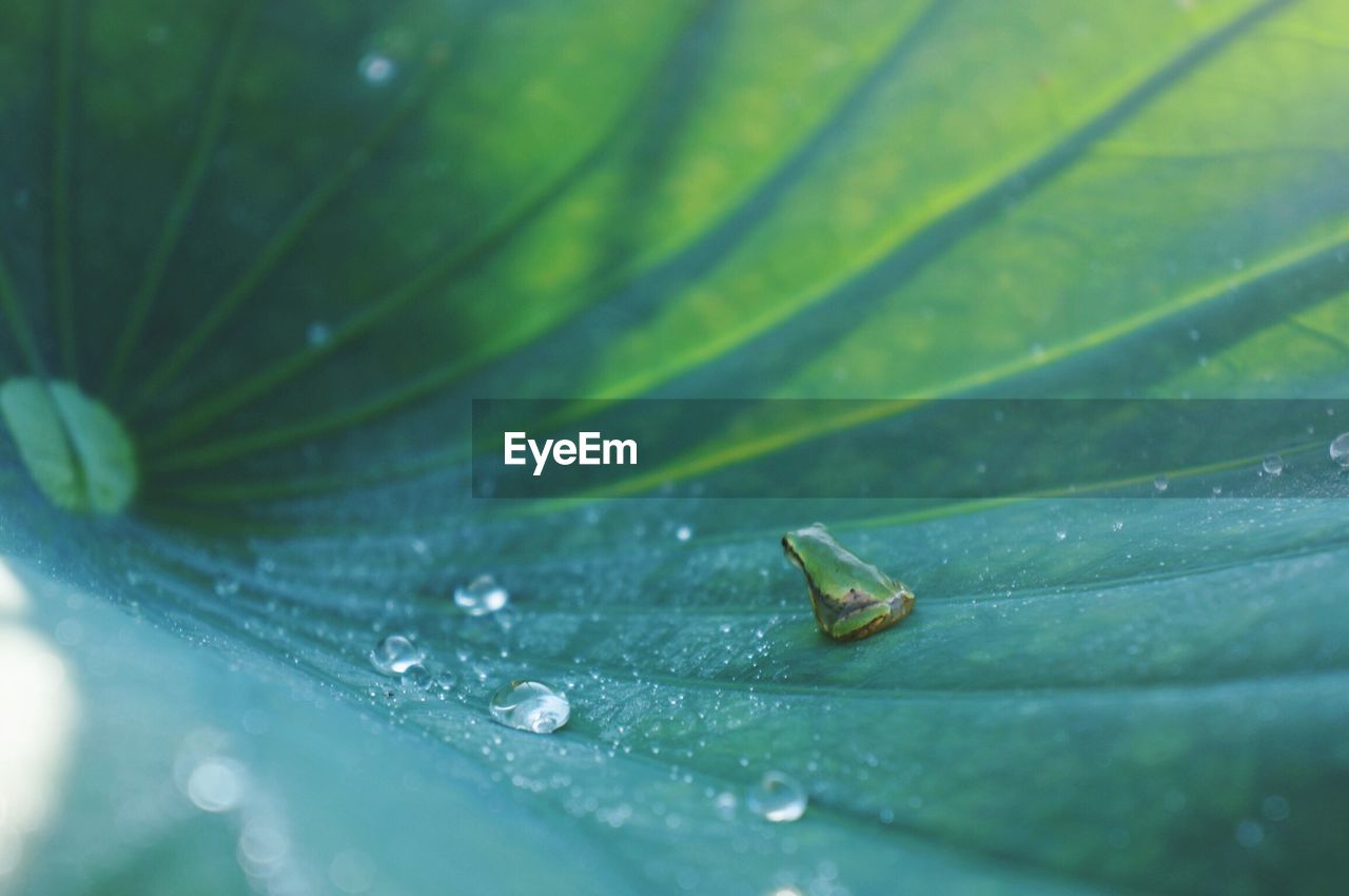 CLOSE-UP OF WET GREEN LEAF