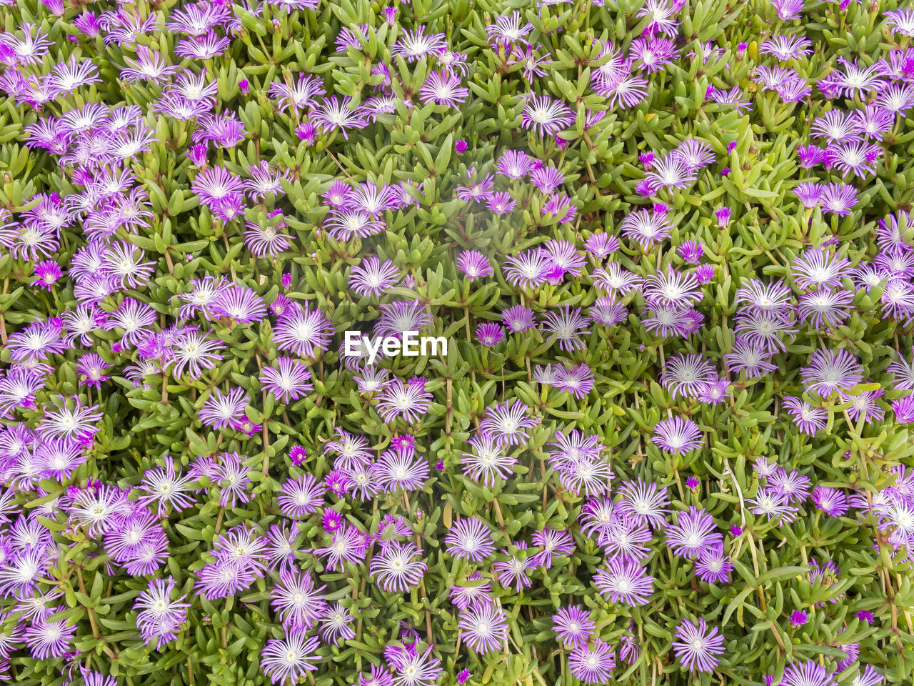 FULL FRAME SHOT OF PURPLE FLOWERING PLANTS