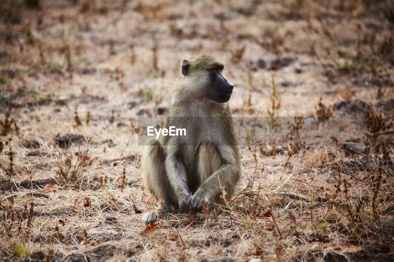 MEERKAT SITTING ON LAND