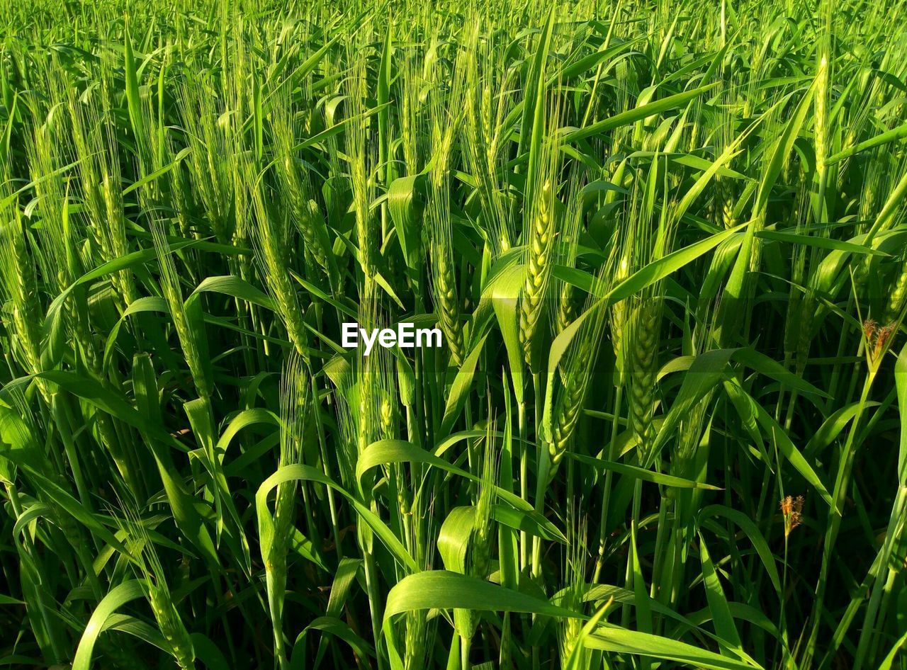 Full frame shot of rice paddy