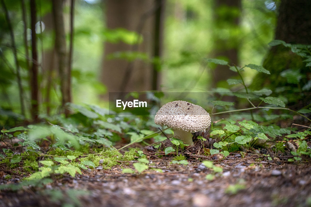 CLOSE-UP OF MUSHROOMS GROWING ON FIELD