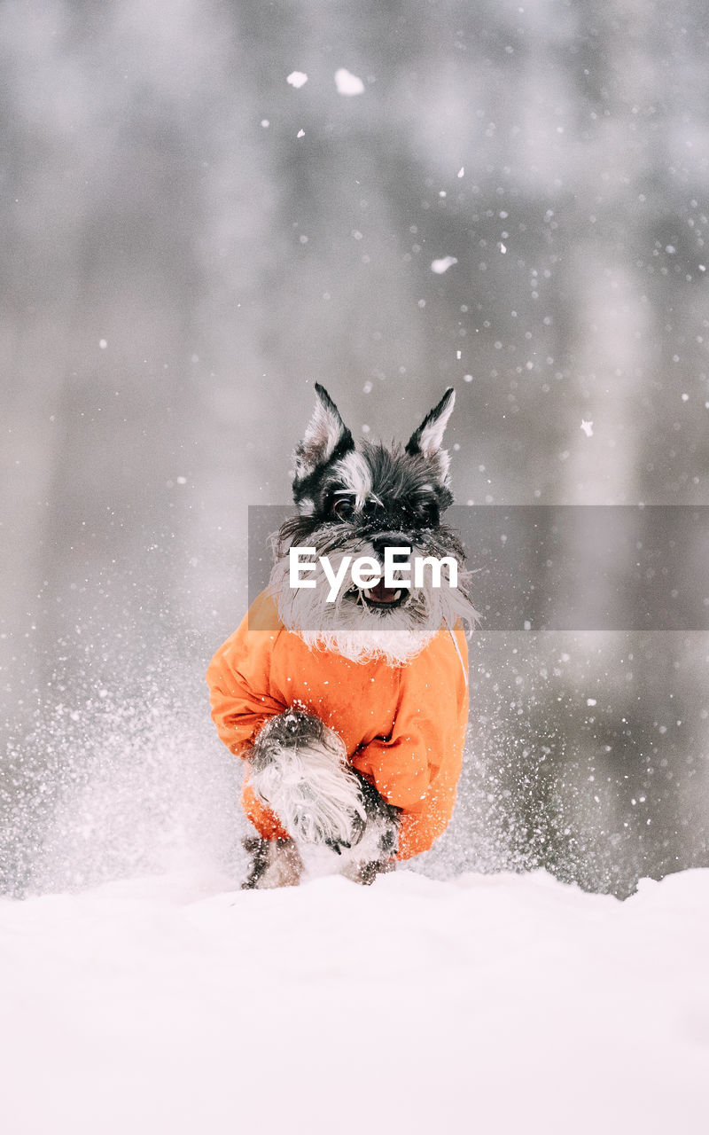 portrait of dog on snow covered field