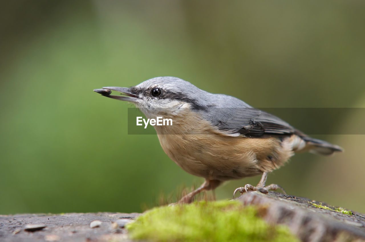 Nuthack with grain in beak