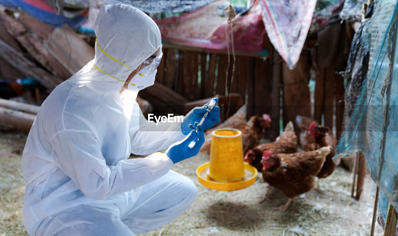 Veterinarians wear ppe clothing to vaccinate with chicken flu virus, veterinary medicine.