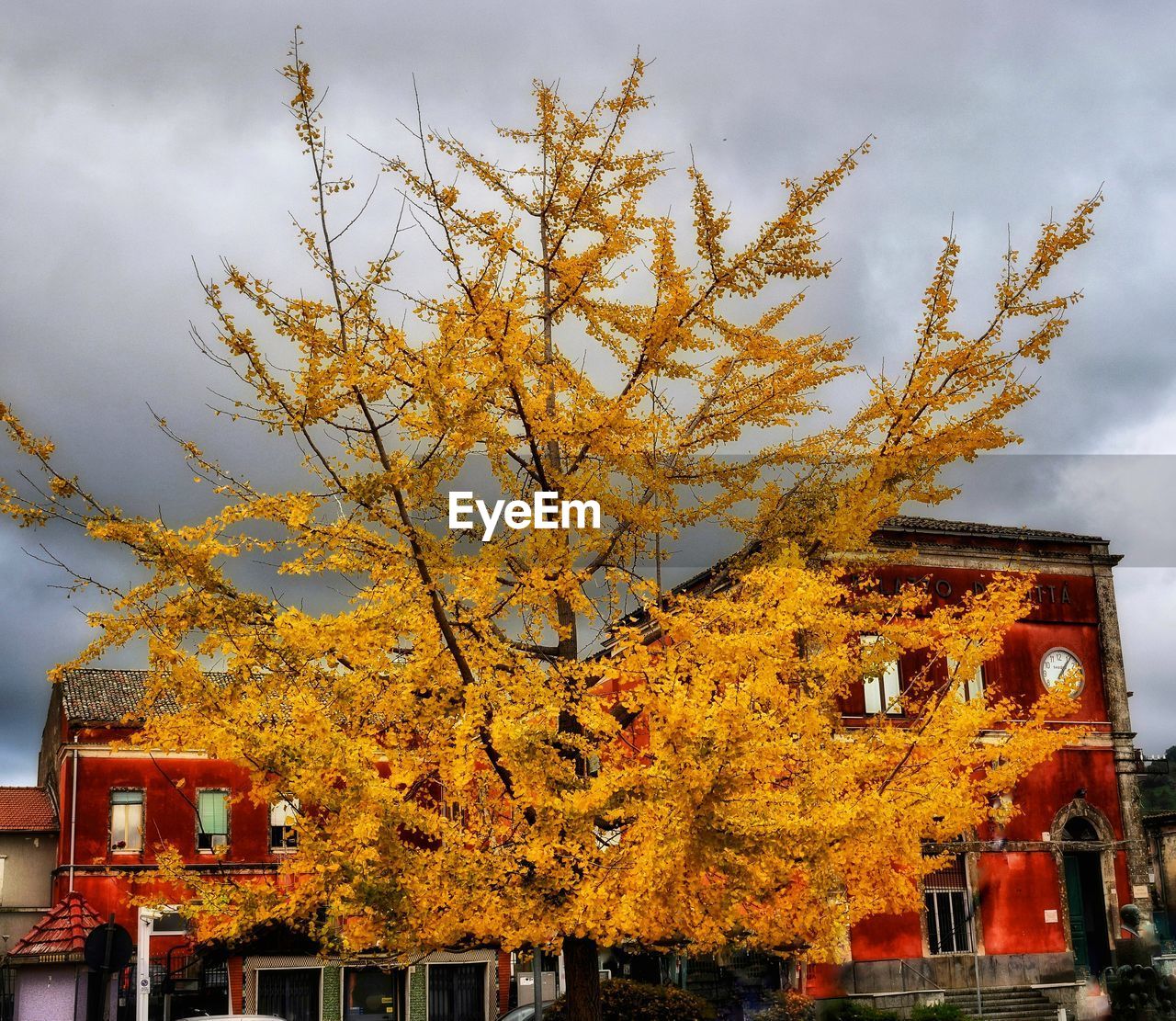 LOW ANGLE VIEW OF TREE