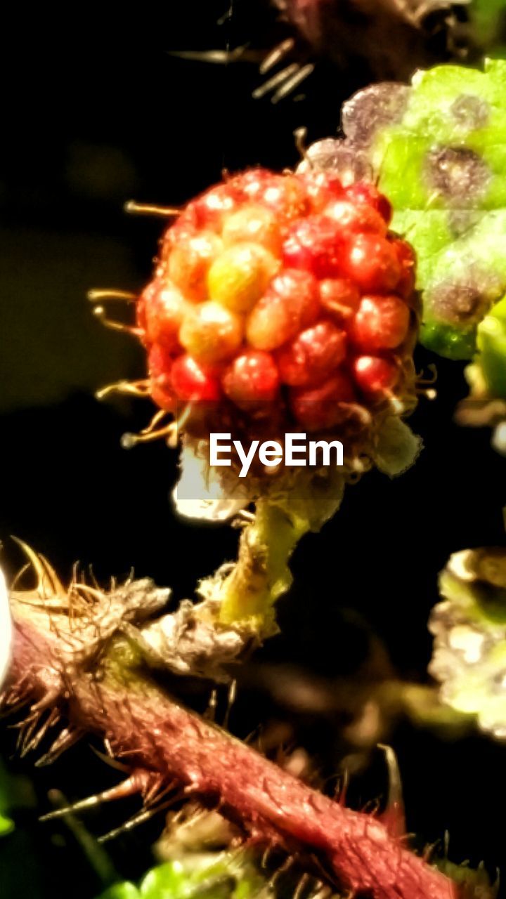 CLOSE-UP OF RED LEAVES ON STEM