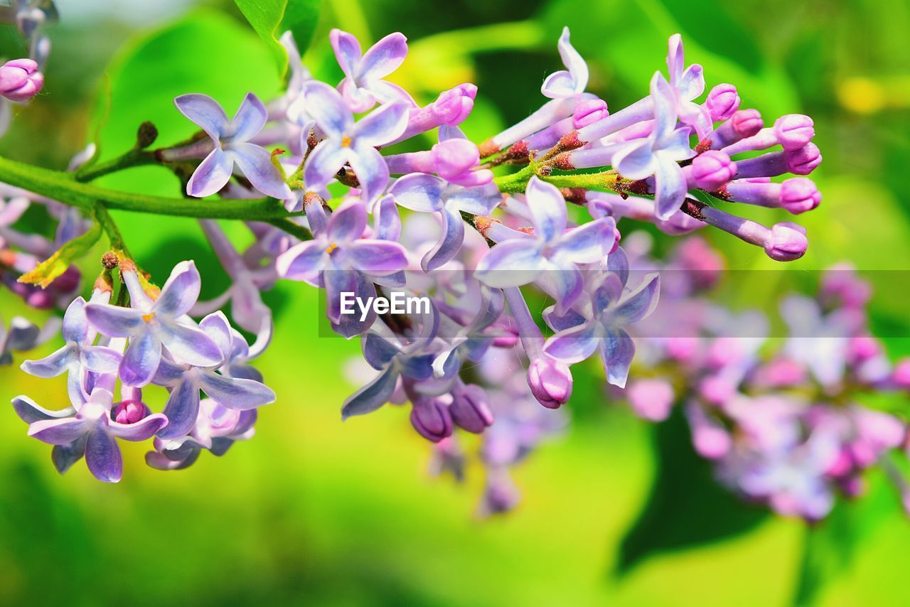 CLOSE-UP OF PURPLE FLOWERS ON TREE