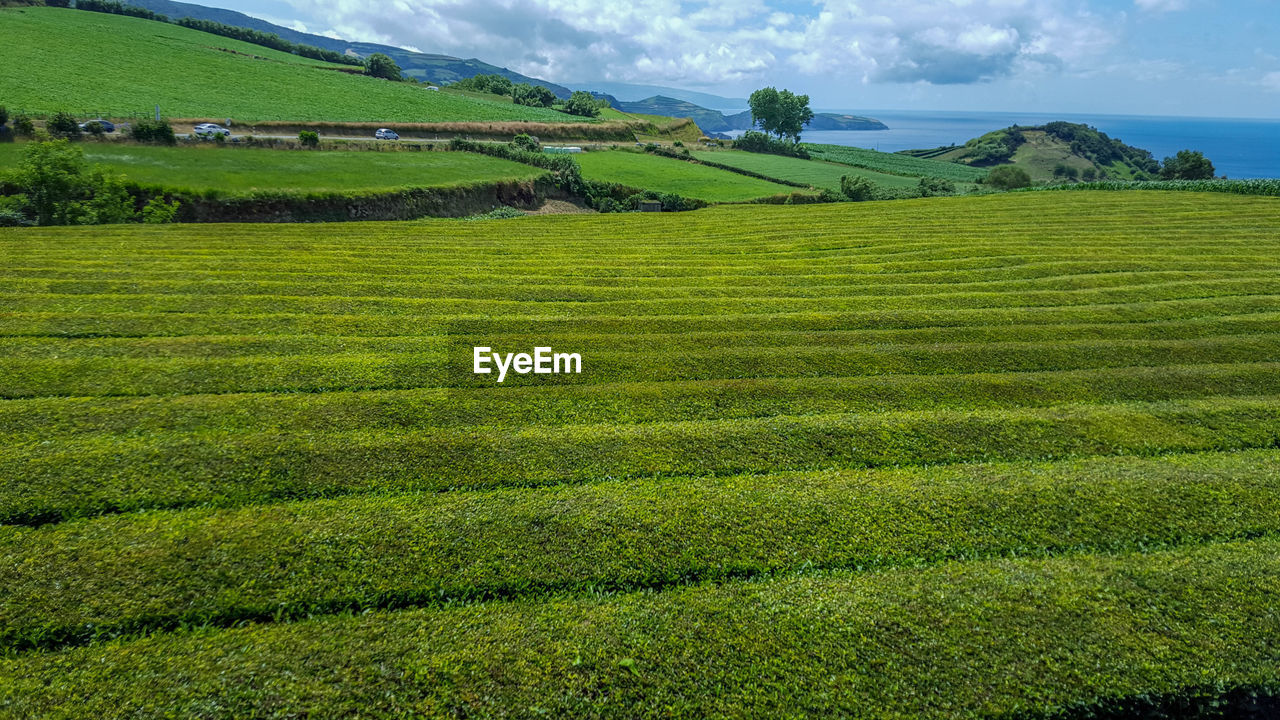 Scenic view of tea crops on field