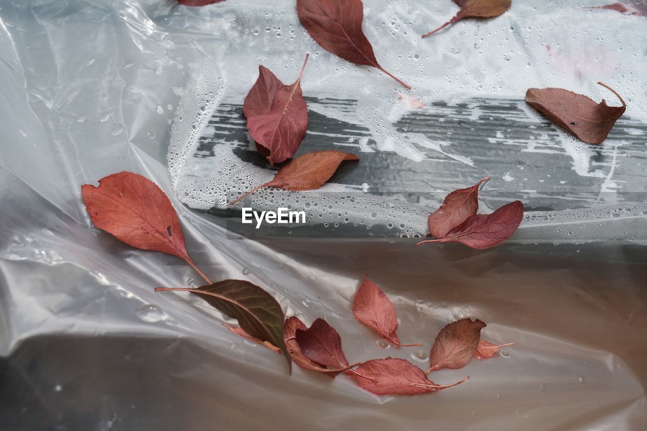 Red leaves scattered across wet plastic