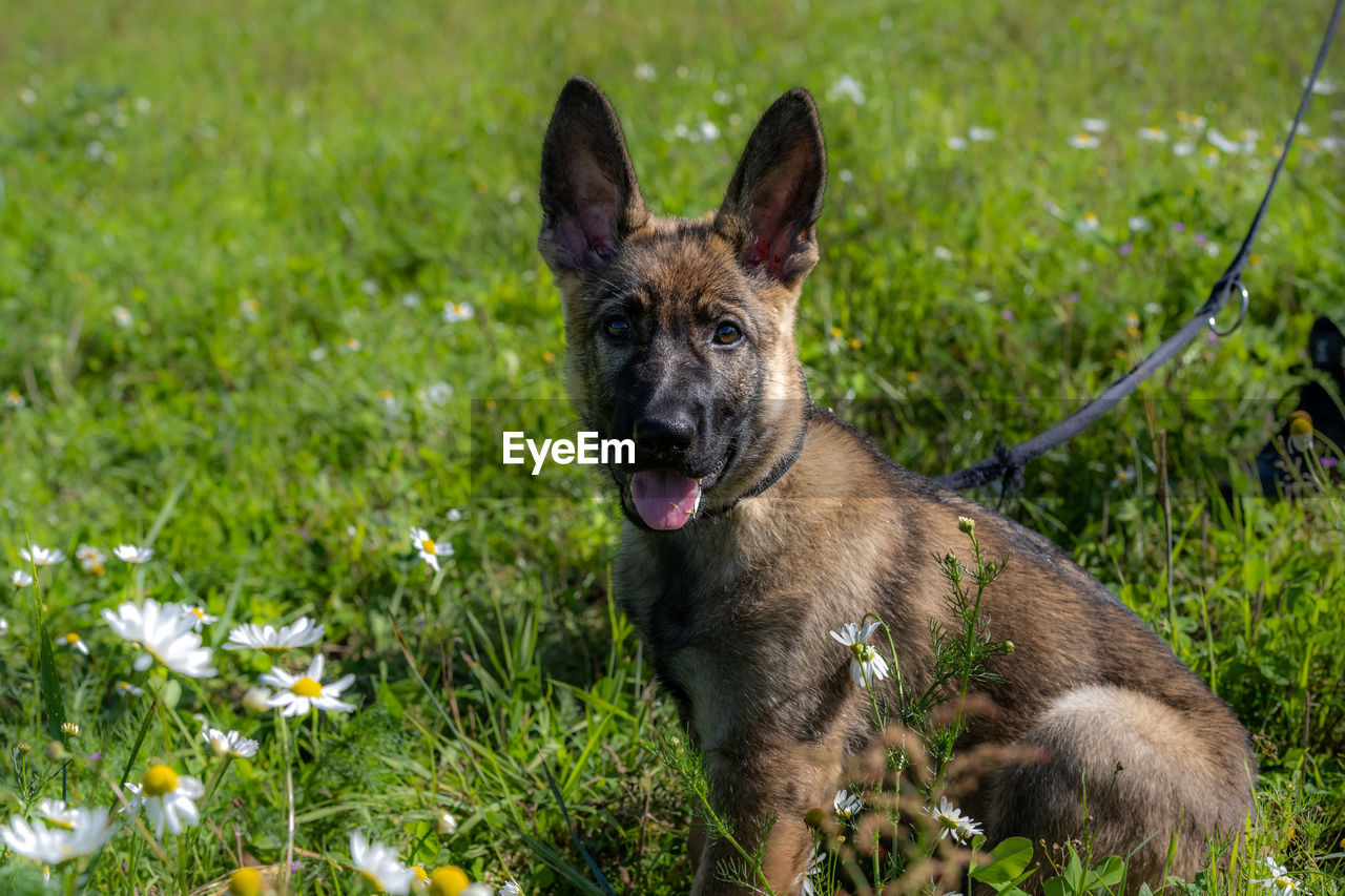 Dog portrait of an eleven weeks old german shepherd puppy