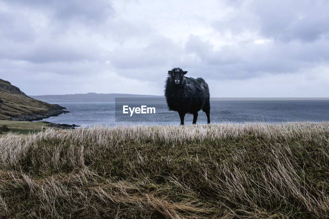 Pulled back view of black sheep on grass, streymoy, faroe islands