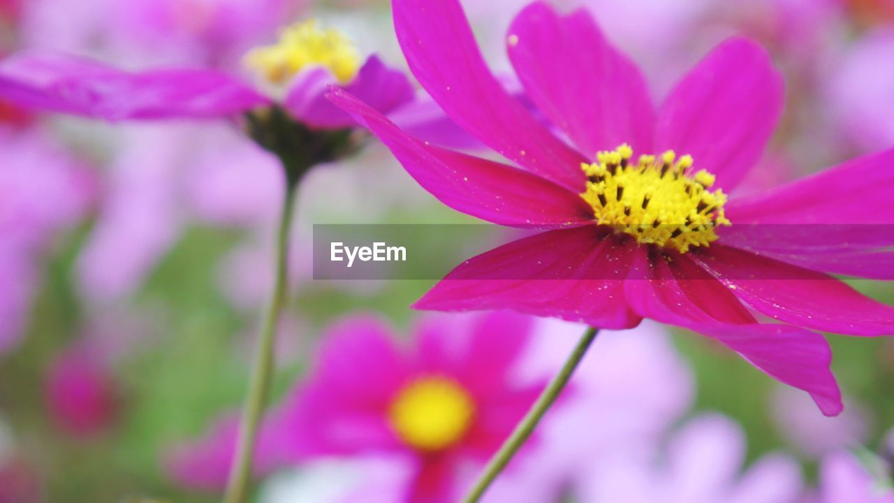 CLOSE-UP OF PINK COSMOS FLOWERS