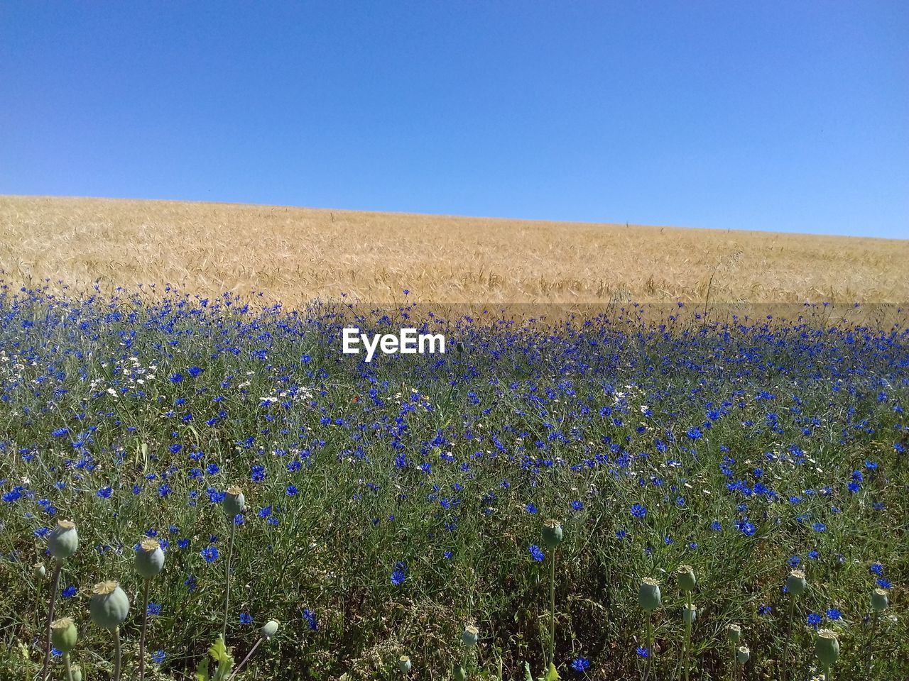 SCENIC VIEW OF BLUE SKY ON FIELD