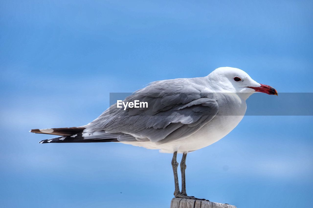 CLOSE-UP OF SEAGULL