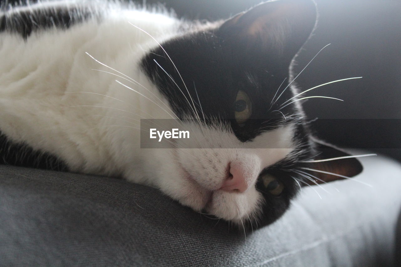 CLOSE-UP OF CAT SLEEPING ON BLANKET