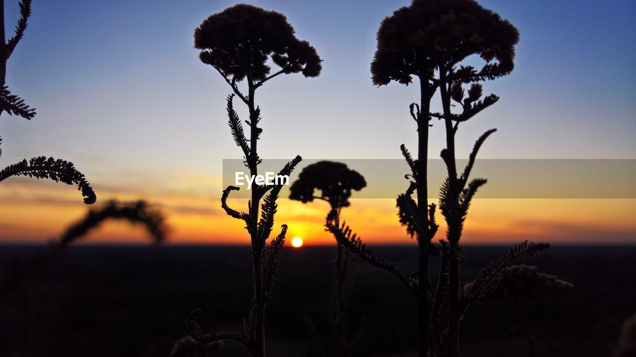 Silhouette plants on field against sky during sunset