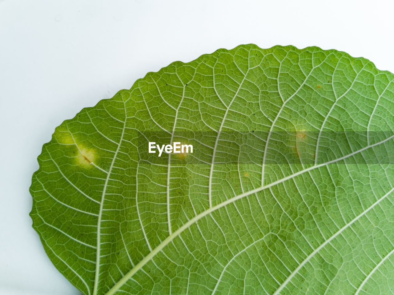 CLOSE-UP OF LEAF