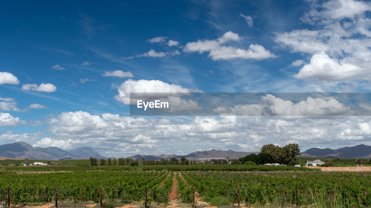 SCENIC VIEW OF FARMS AGAINST SKY