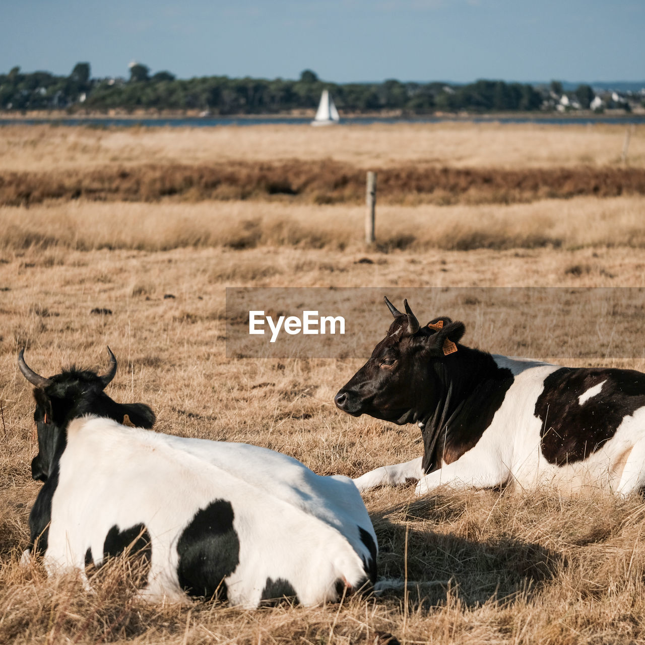 COW ON A FIELD