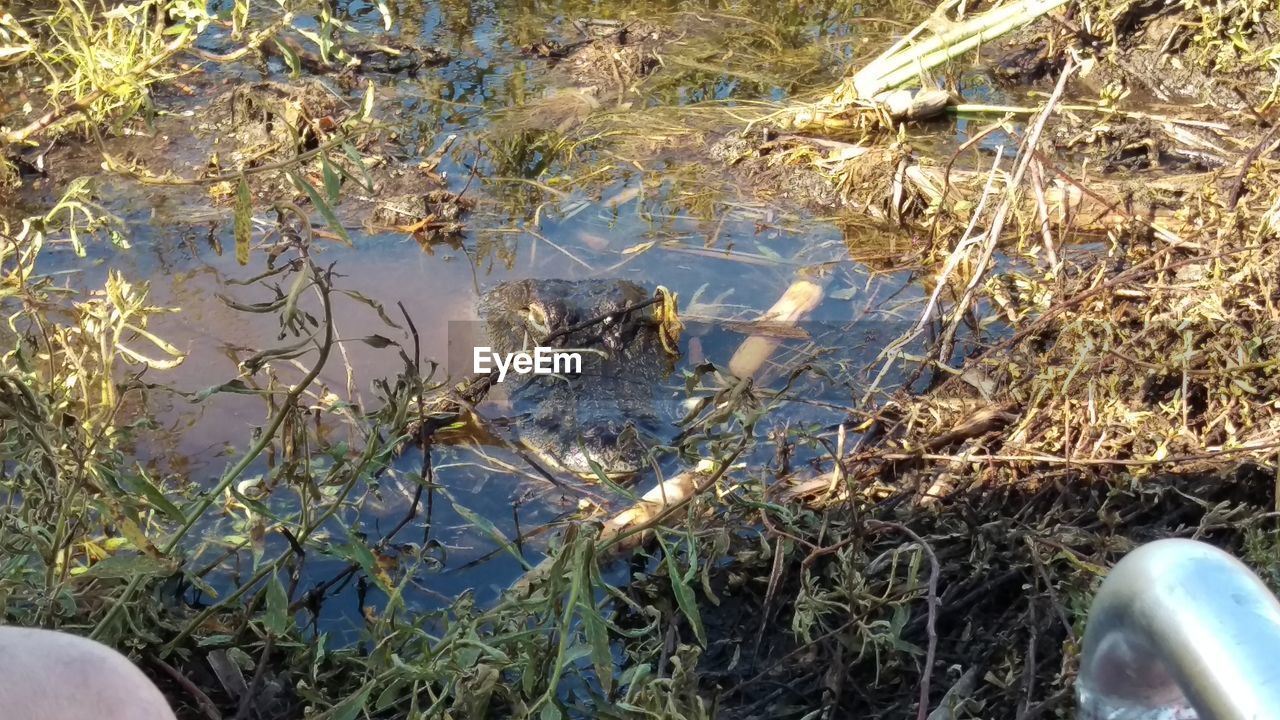 HIGH ANGLE VIEW OF DUCK IN LAKE