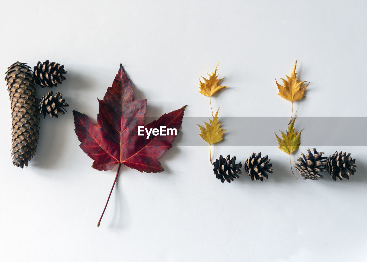 Directly above shot of autumn leaves on white background