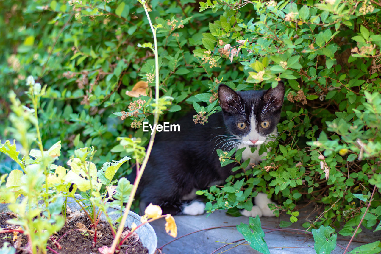 PORTRAIT OF A CAT WITH FLOWER