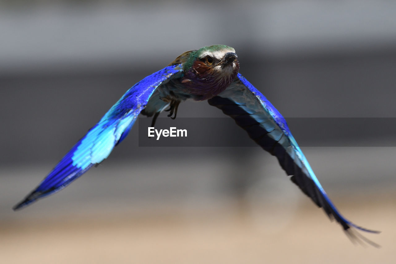 CLOSE-UP OF A BIRD FLYING