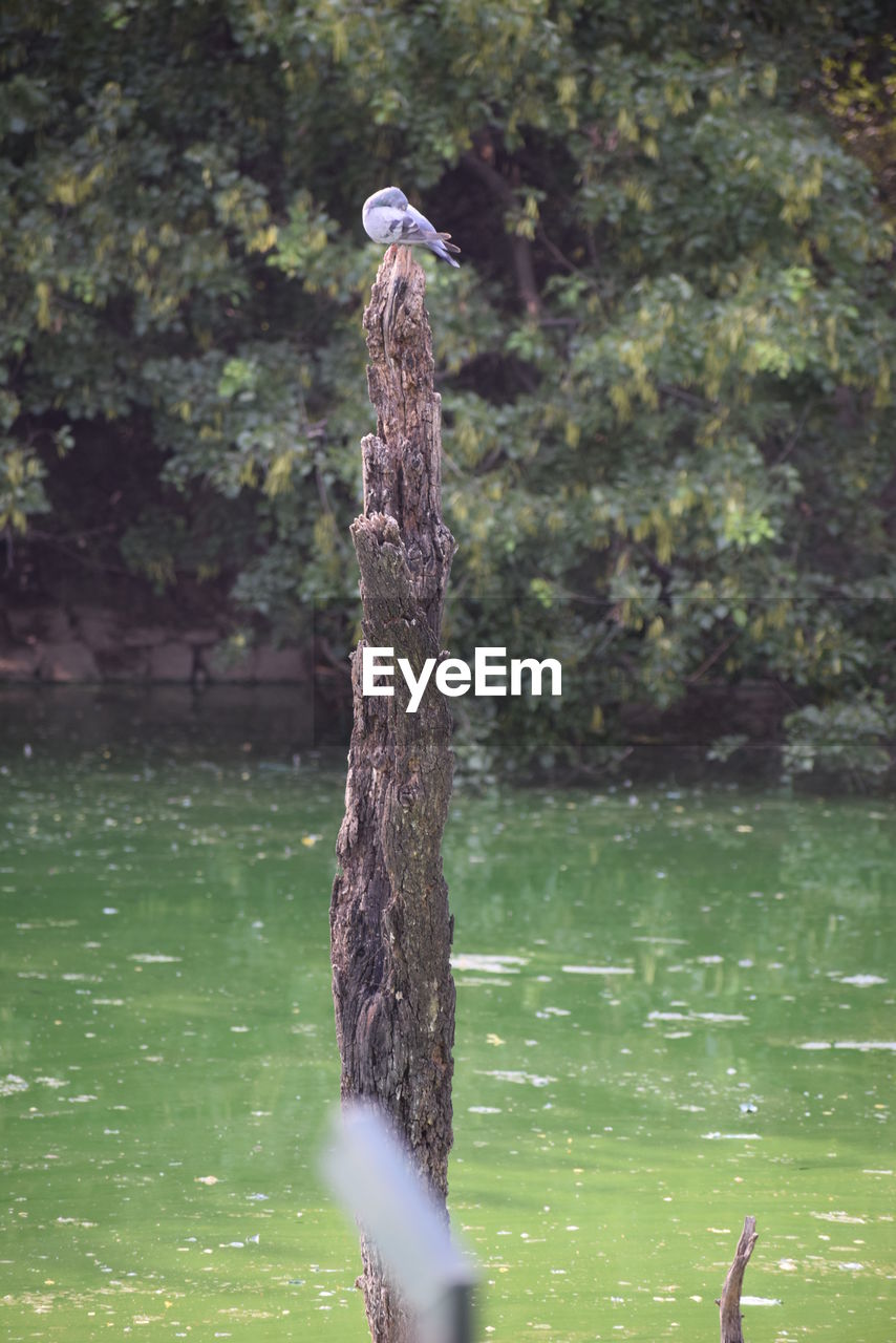 BIRD PERCHING ON WOODEN POST BY TREE