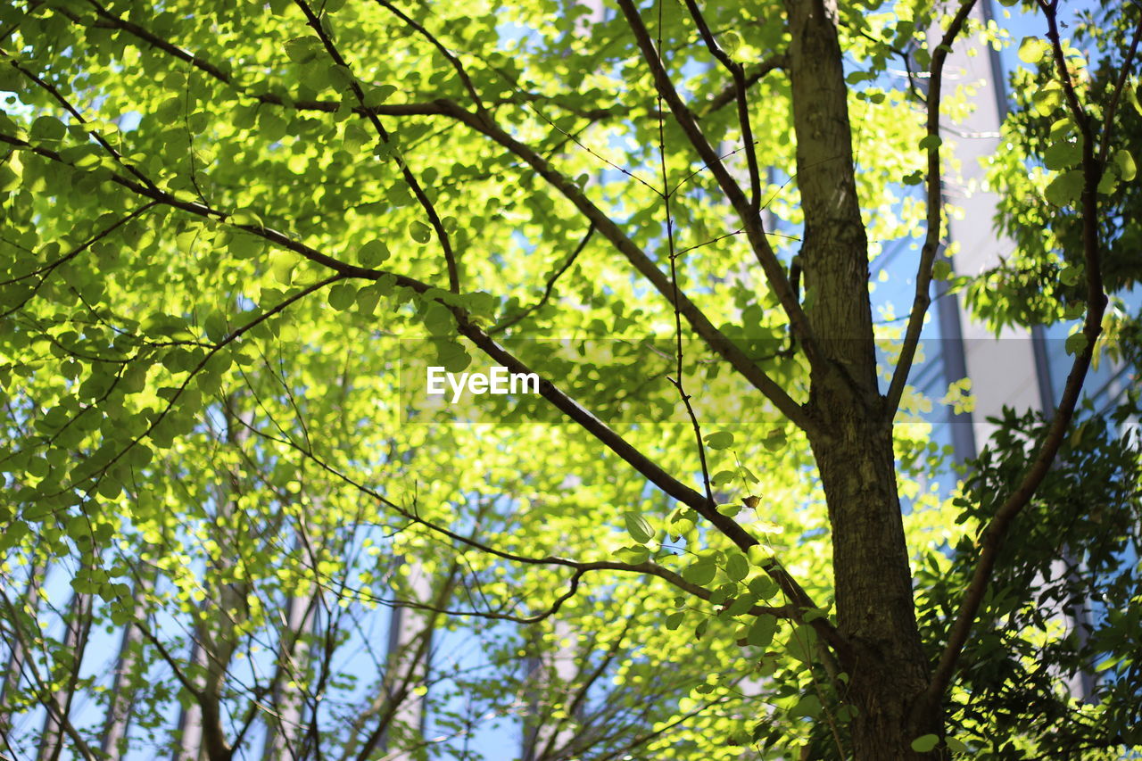 Low angle view of tree