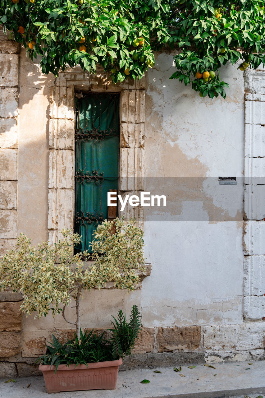 architecture, plant, wall, building exterior, built structure, building, no people, door, entrance, growth, house, nature, day, green, facade, wall - building feature, urban area, outdoors, window, residential district, courtyard, flower, potted plant, ivy, home, old, closed, tree, street, creeper plant, neighbourhood