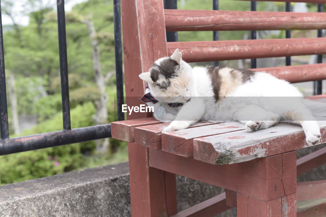 Cat sitting on wooden railing