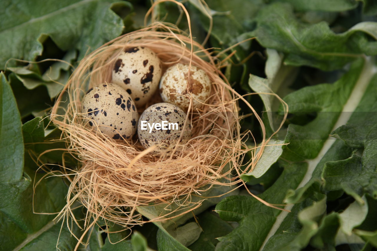 Close-up of quail eggs in nest