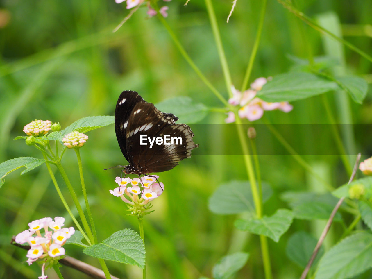 BUTTERFLY POLLINATING ON FLOWER