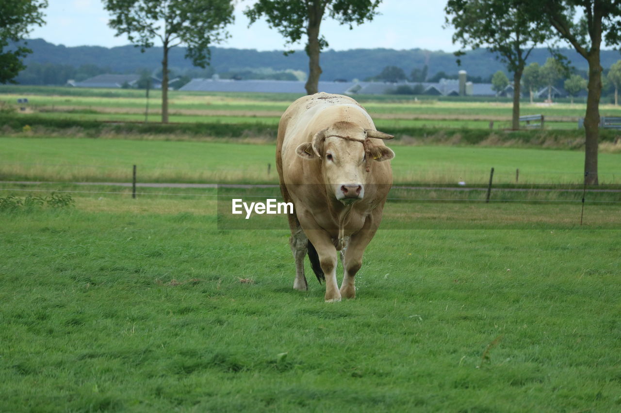 Cows on grassy field