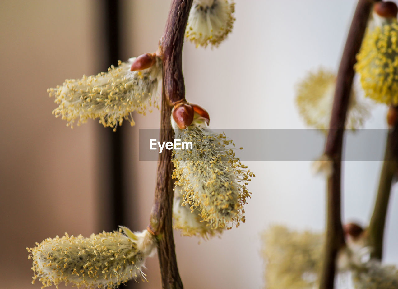 Close-up of flowers blooming outdoors