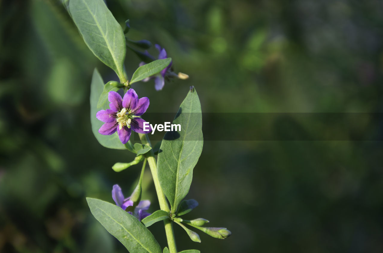 Close-up of purple flowering plant