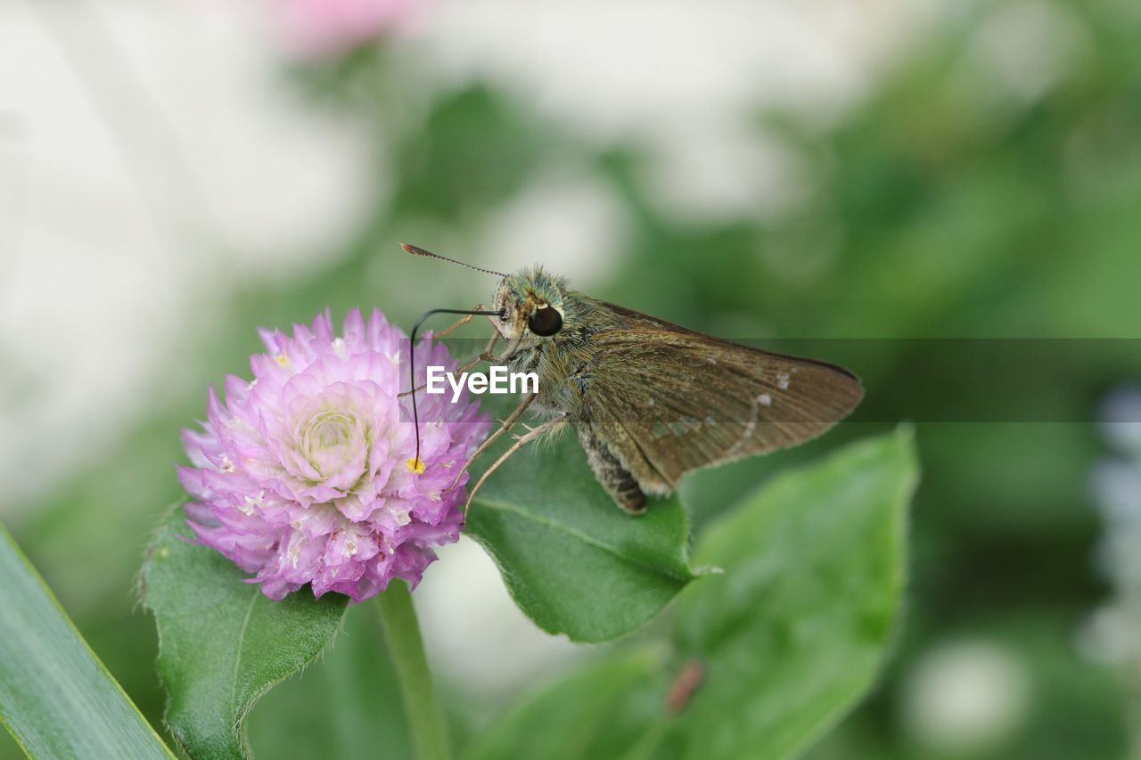 CLOSE-UP OF BUTTERFLY ON PINK FLOWER