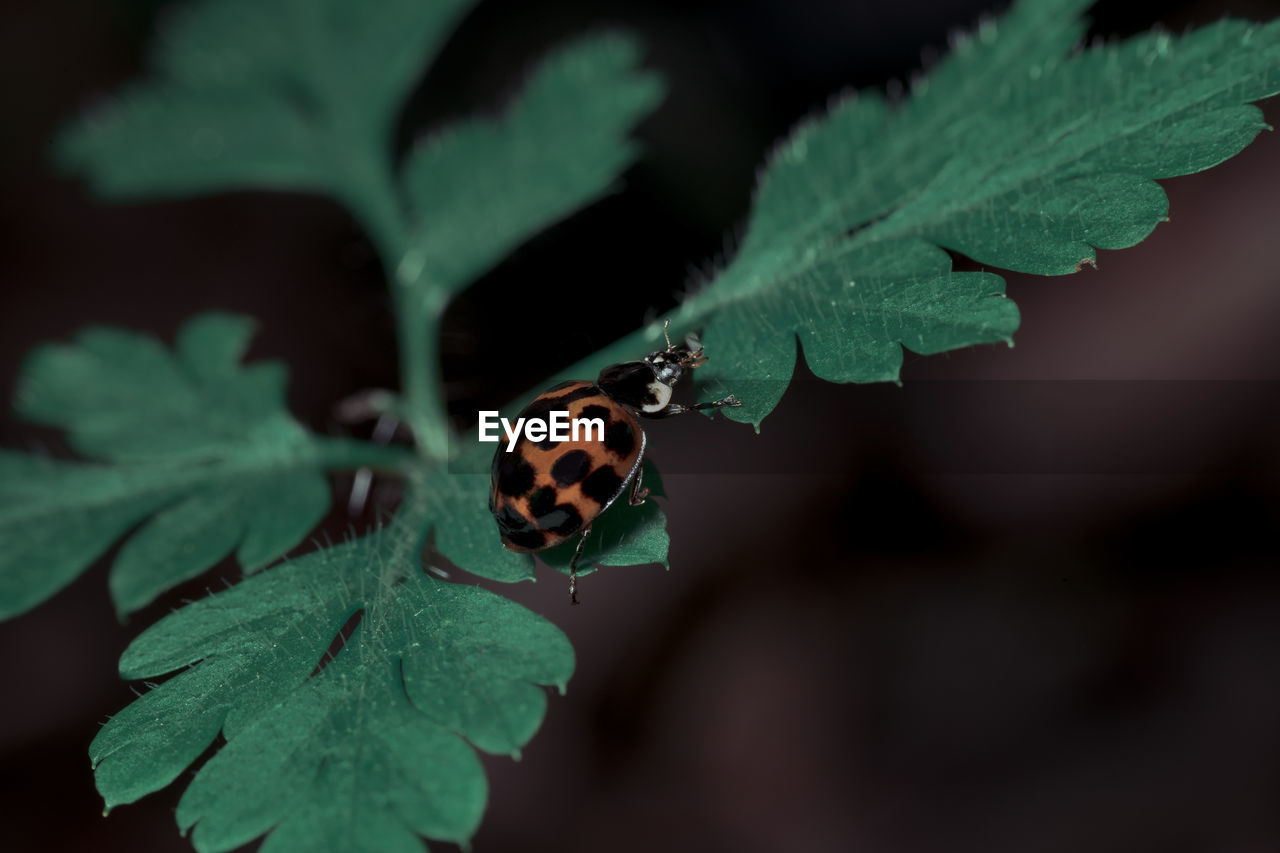 BUTTERFLY ON LEAF