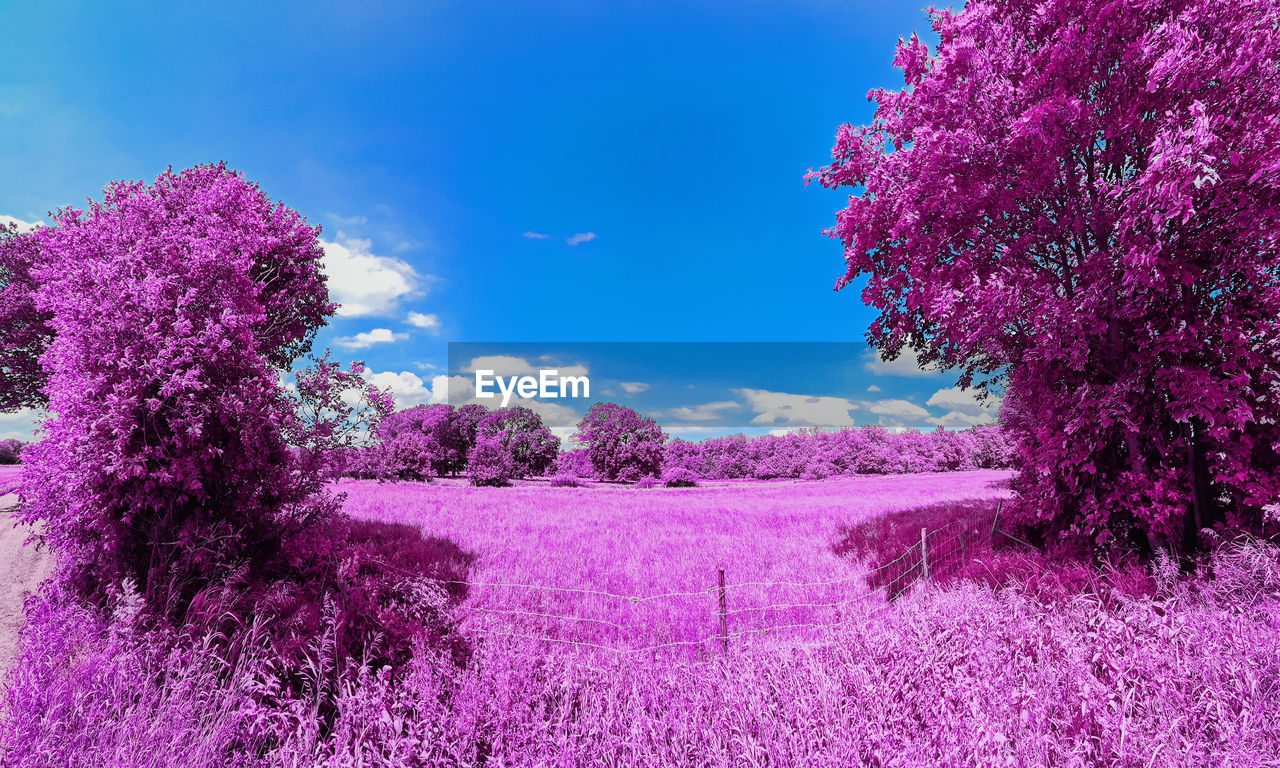 plant, beauty in nature, flower, flowering plant, tree, purple, sky, nature, pink, growth, landscape, freshness, blossom, scenics - nature, environment, land, springtime, tranquility, field, no people, lilac, tranquil scene, cloud, blue, agriculture, lavender, fragility, outdoors, rural scene, day, idyllic, grass, magenta