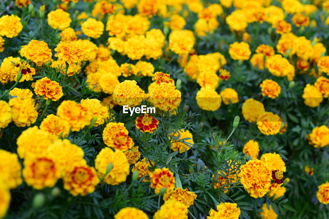 Close-up of yellow flowers