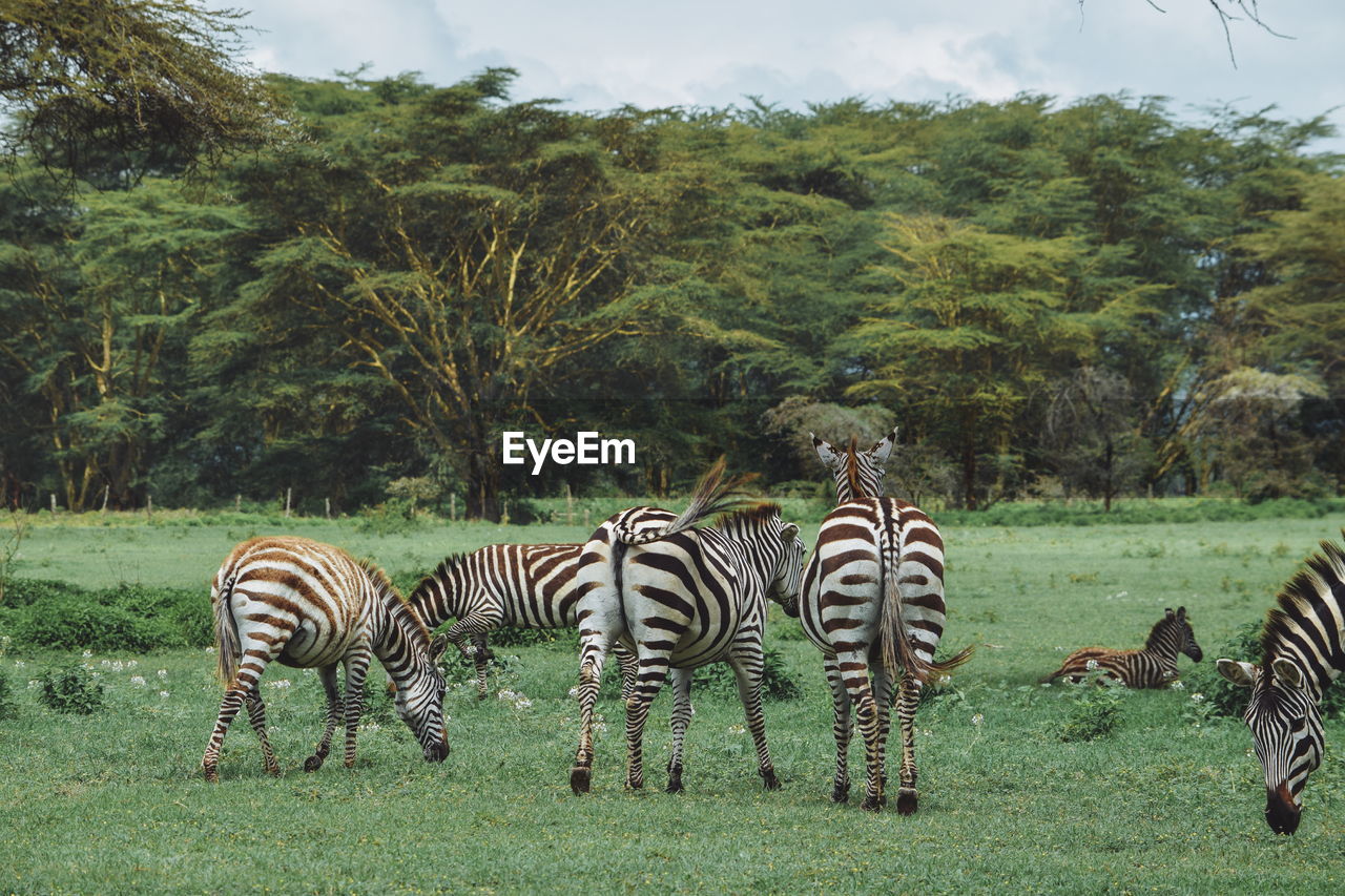 Zebras on field against trees at crater lake wildlife conservancy, naivasha, kenya 